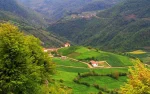 هزار جریب